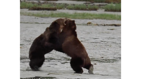 brown bears fighting