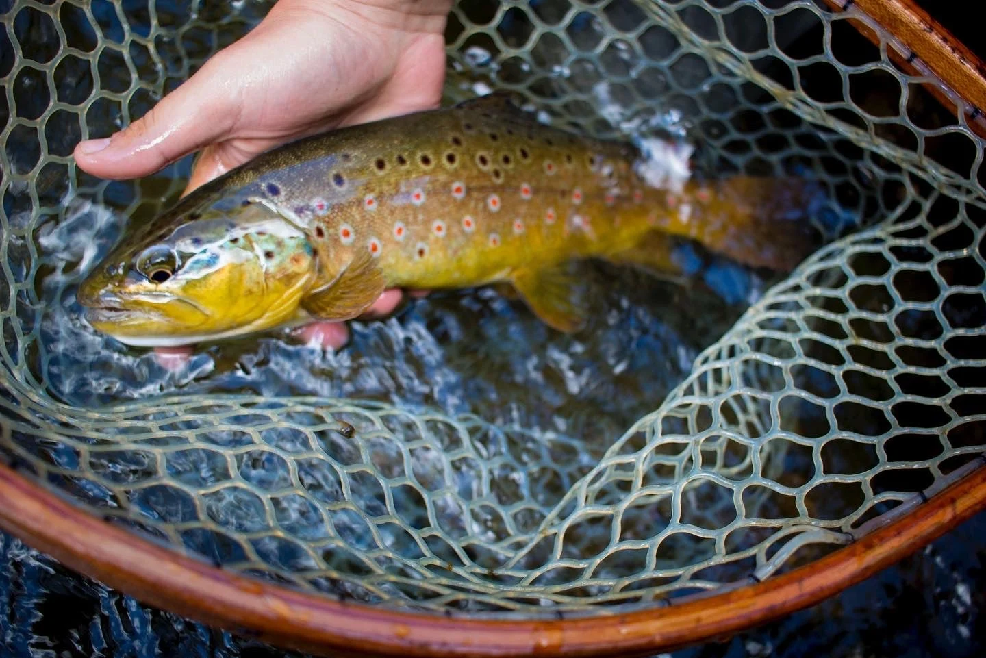 Angler holds brown trout in net