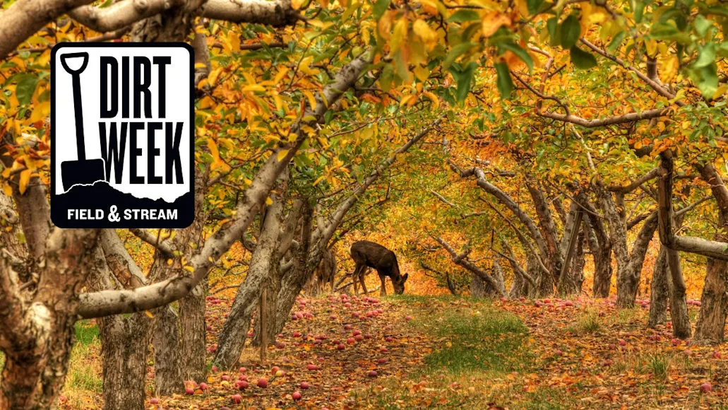 A deer is seen eating apples in an orchard. The trees are covered in fall foliage and red apples are on the ground.