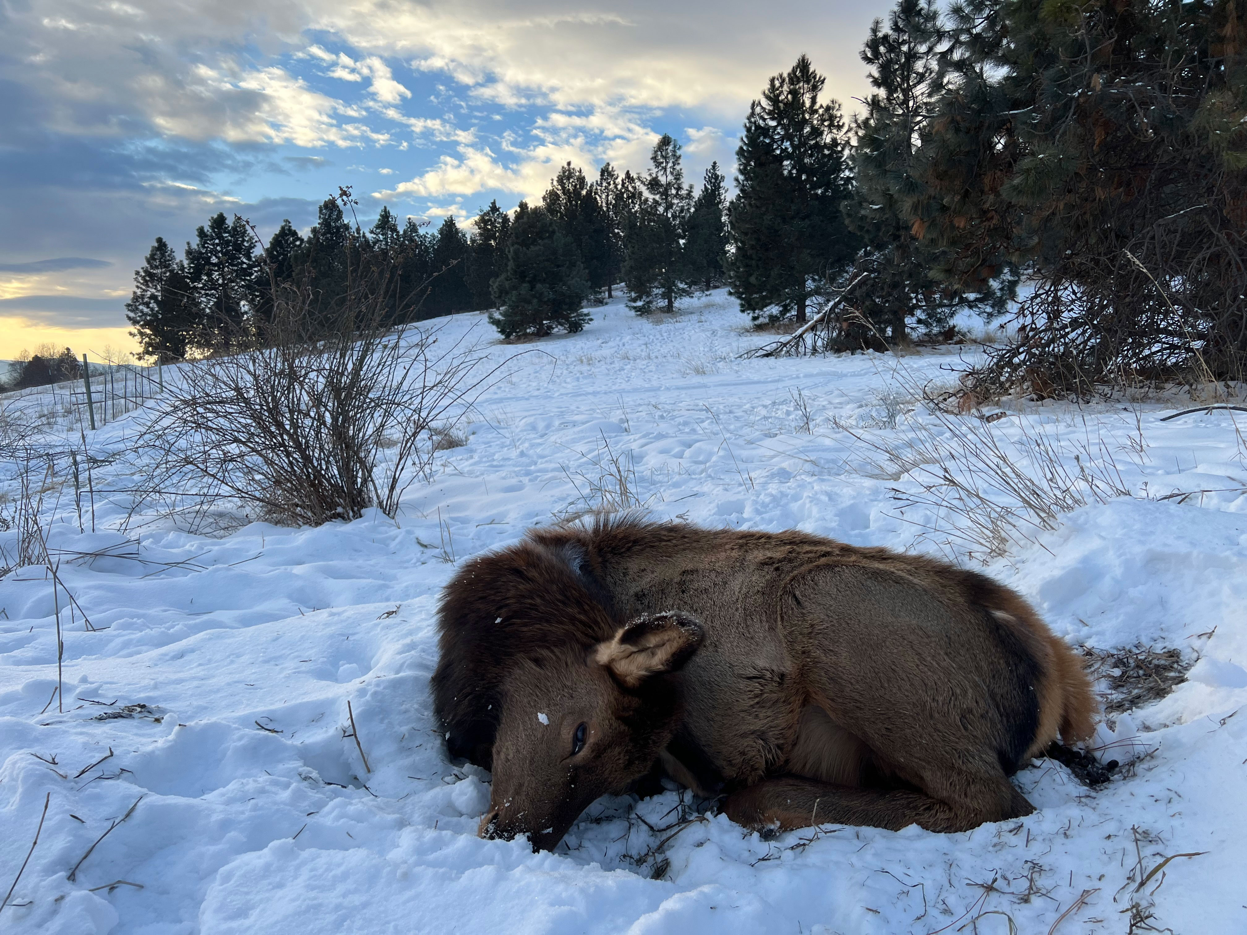 An elk calf that died after eating a poisonous yard plant used in landscaping. 