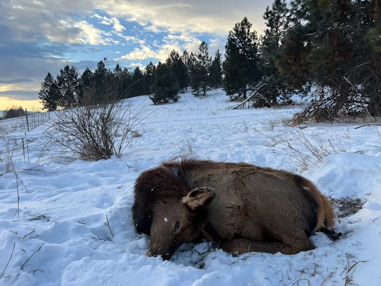 An elk calf that died after eating a poisonous yard plant used in landscaping.