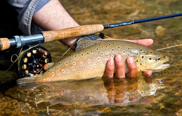 Hand holding trout in water next to fly rod