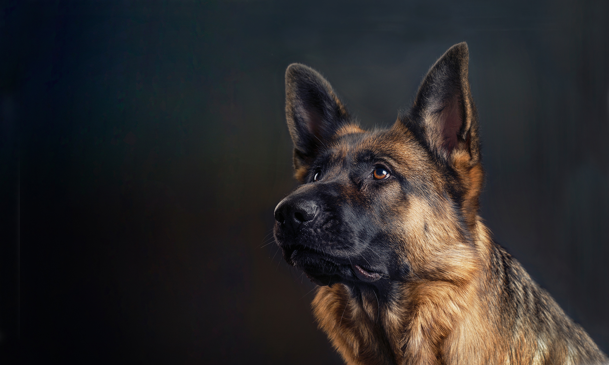 Portait of a German shepherd on a dark background. 