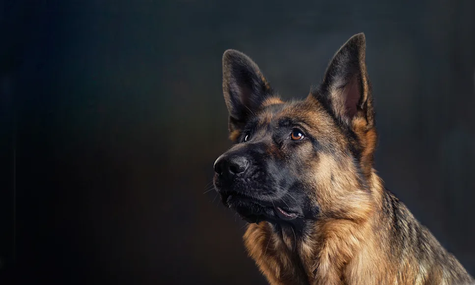 Portait of a German shepherd on a dark background.
