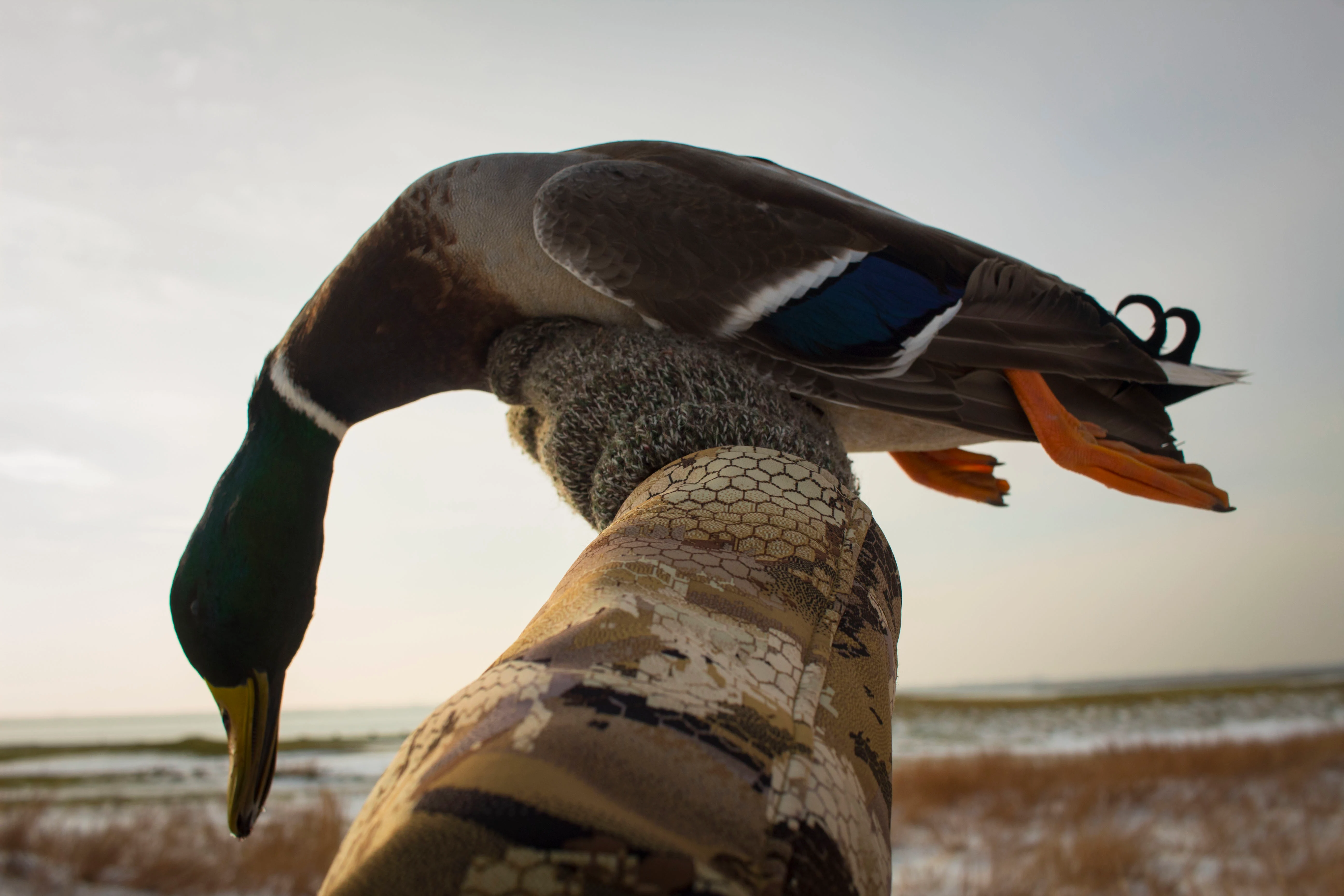 Hunter holds up a drake mallard