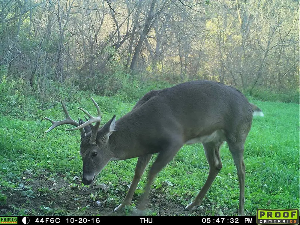 8 point whitetail buck working a scrape in October