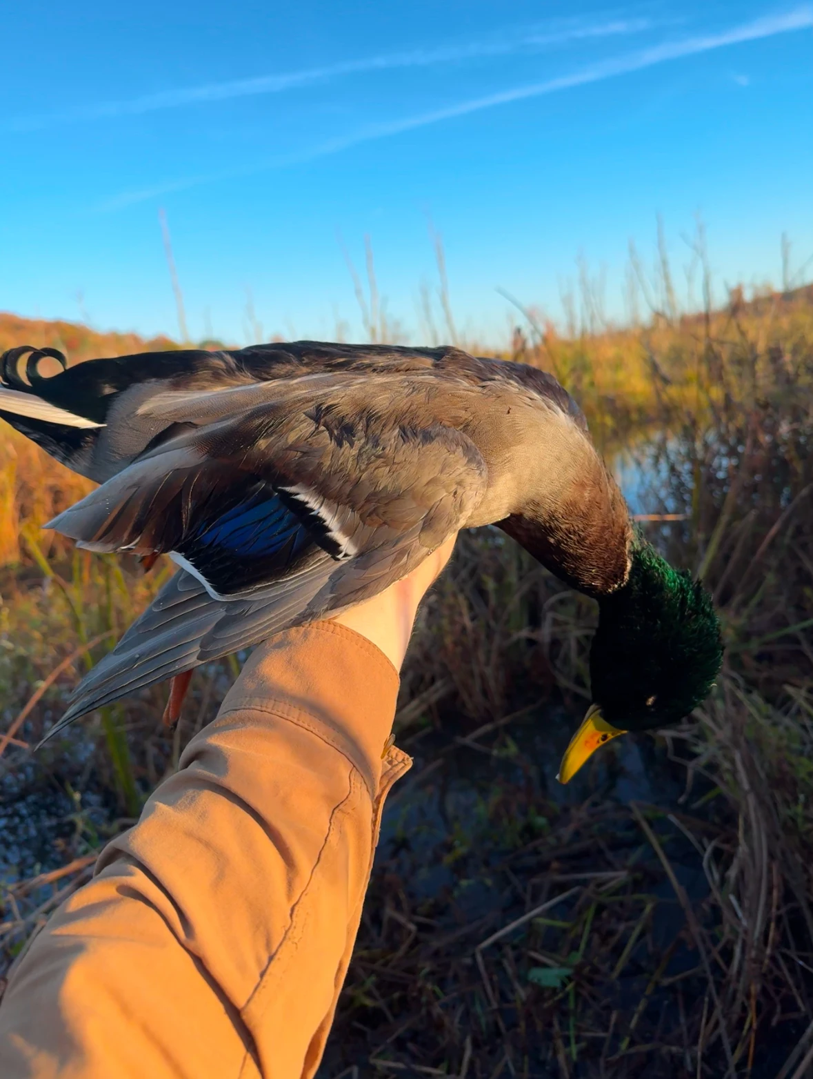 Hunter holding up dead mallard