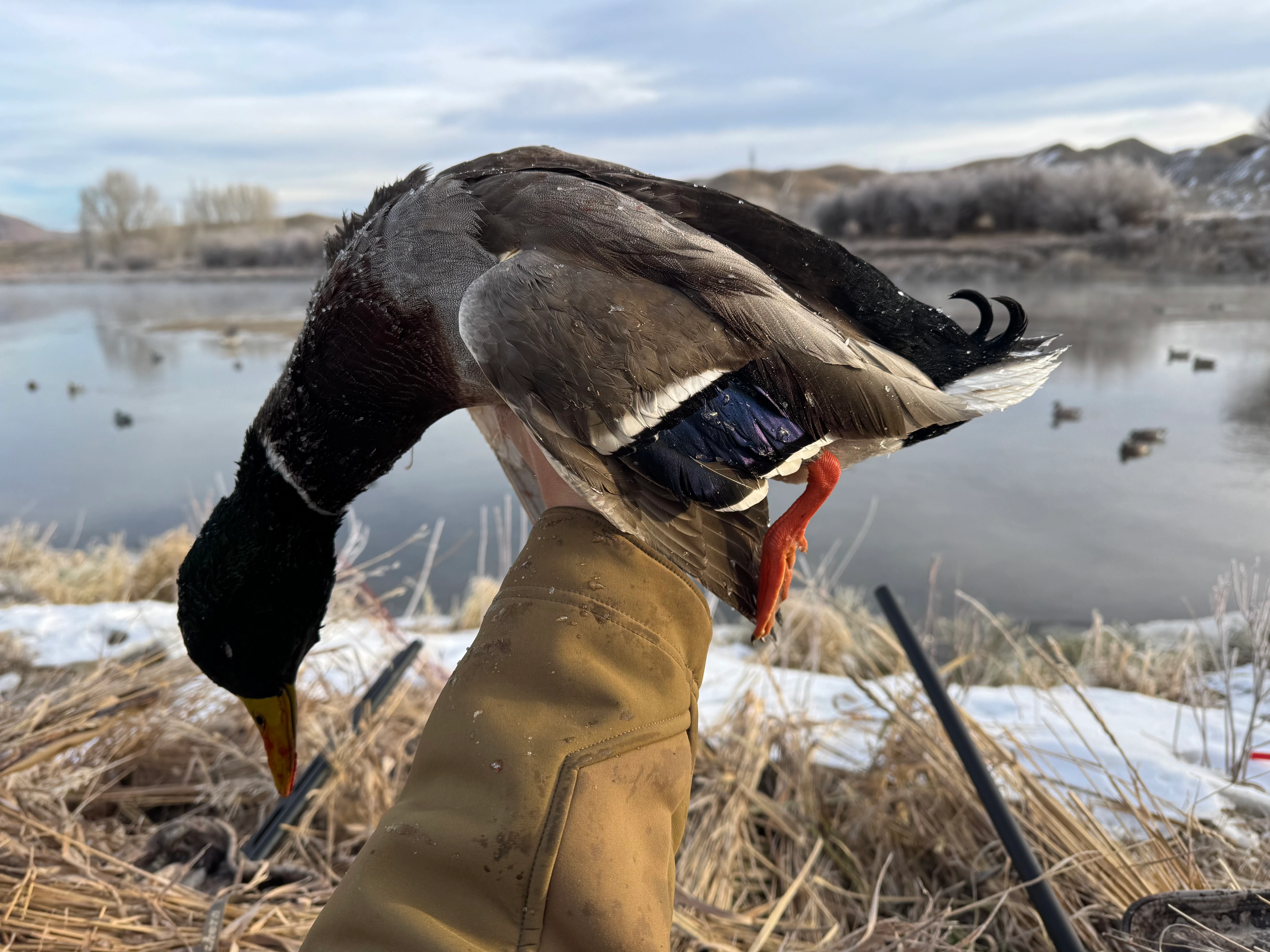 Hunter holding up a drake mallard