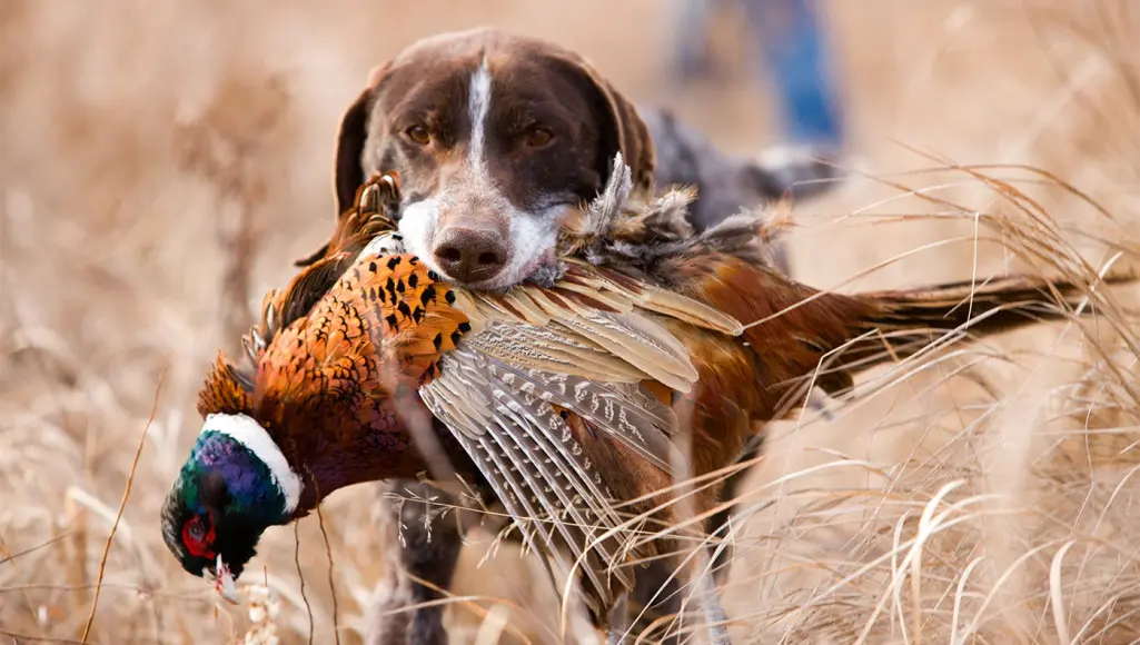 German shorthair pointer with pheasant