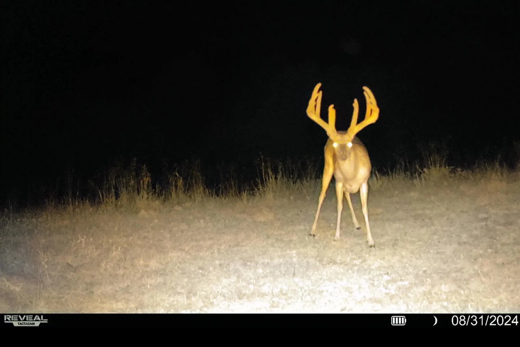 A trail camera photo of 200-inch full velvet buck in Kentucky. 