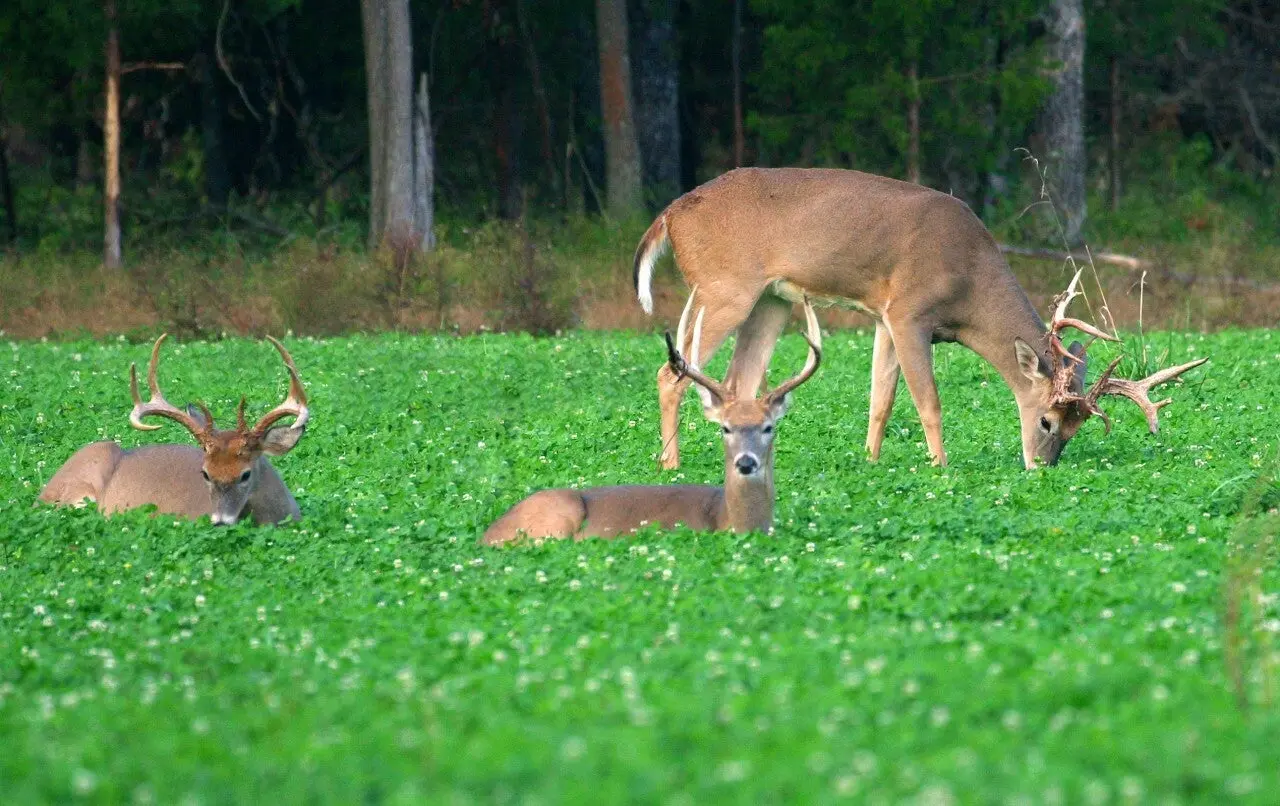 Deer eating clover in a field with two other whitetail deer.