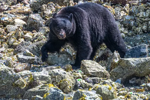 A black bear walks along a rocky river bank. 