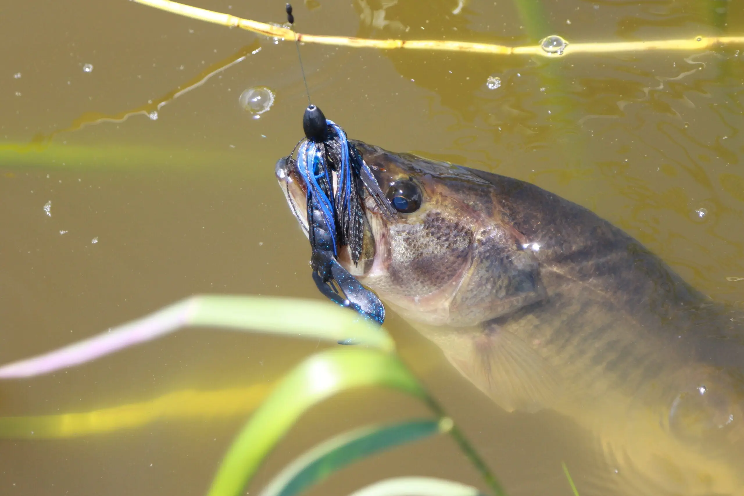 A bass caught on a Texas-rigged crawfish punching bait.