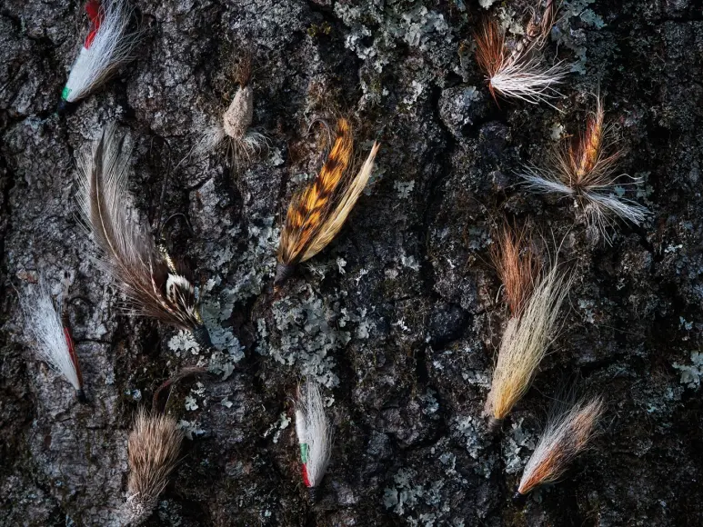 A collection of old trout fishing flies stuck to a tree