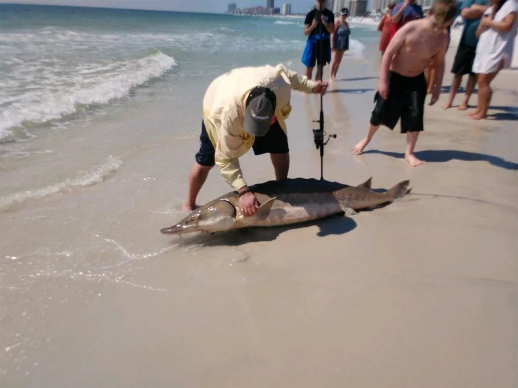 A man kneels on the sand of a beach next to a large sturgeon.