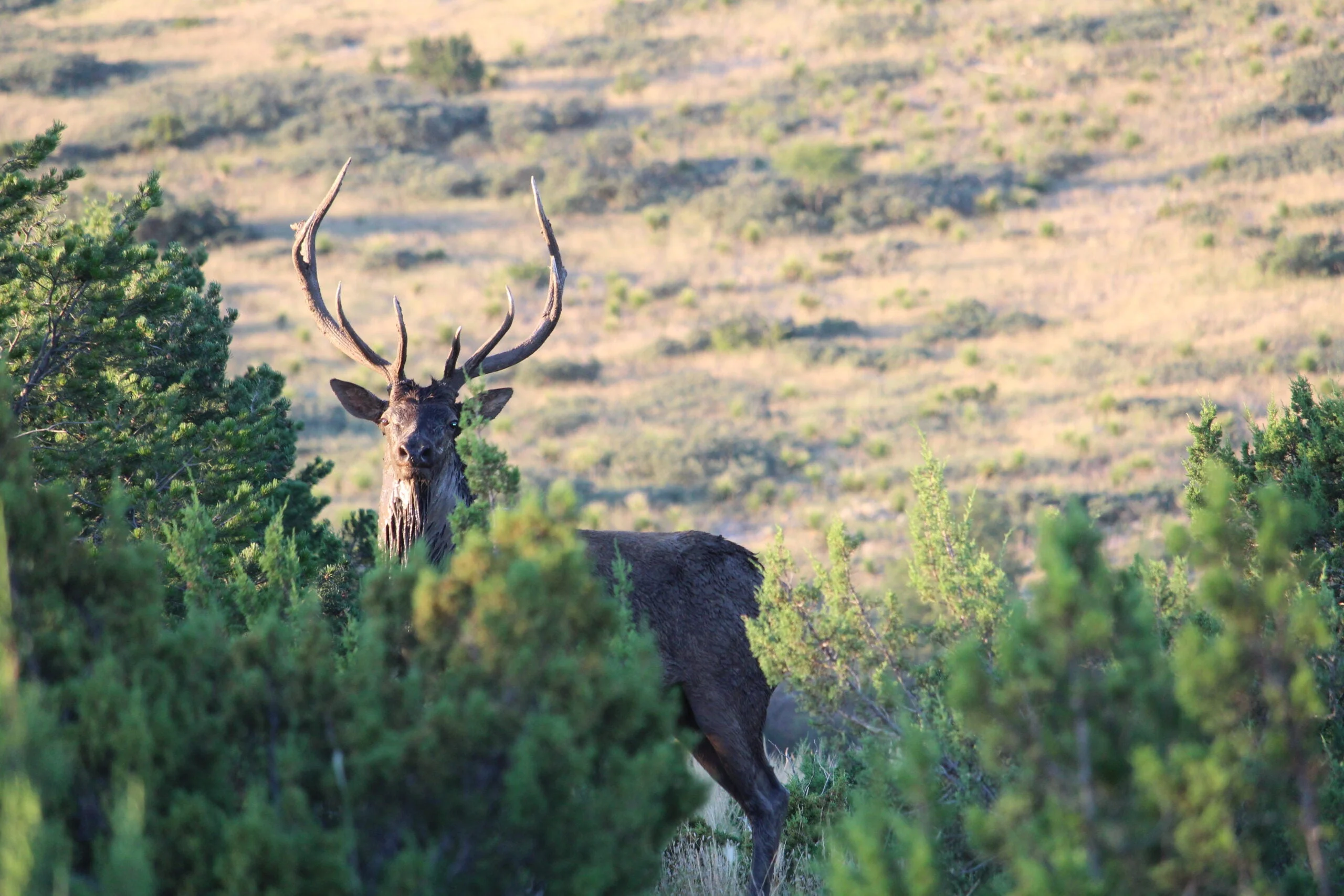 An alarmed young bull elk looks through the brush at a hunter