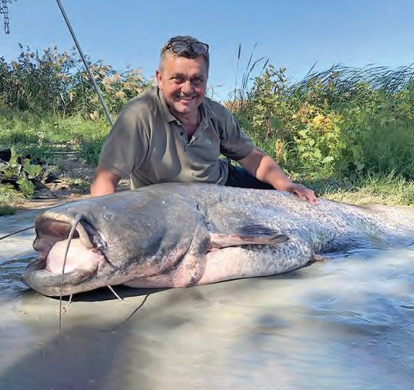 An angler poses with a world record wels catfish.