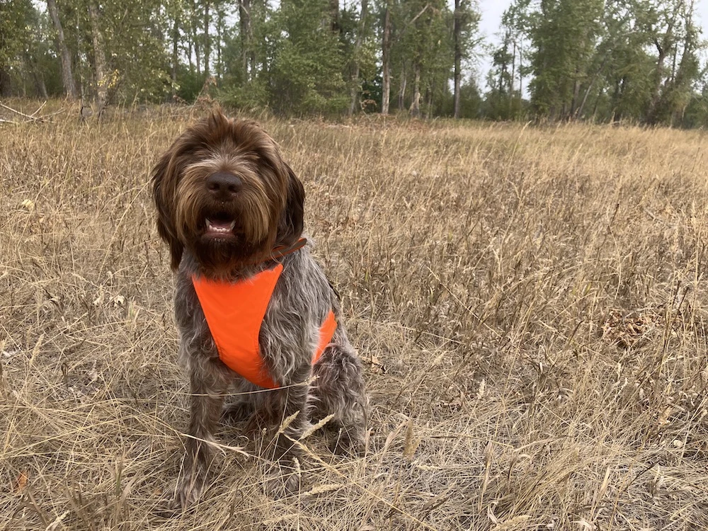 Hunting dog in the field wearing blaze orange upland Filson Dog Chest Protector