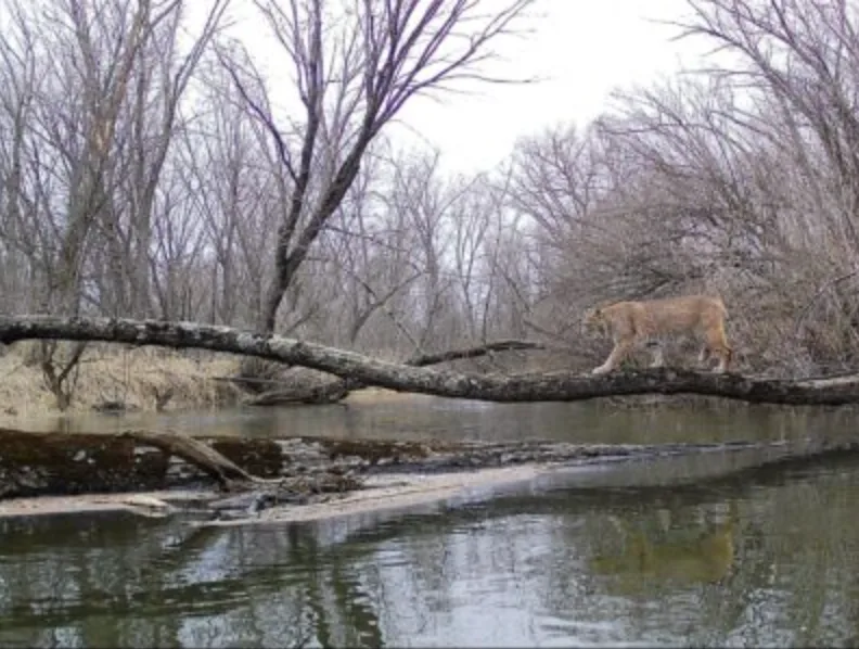 wildest trail camera photos, bobcat crossing