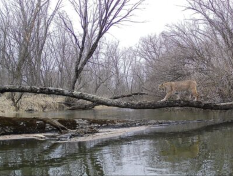 wildest trail camera photos, bobcat crossing