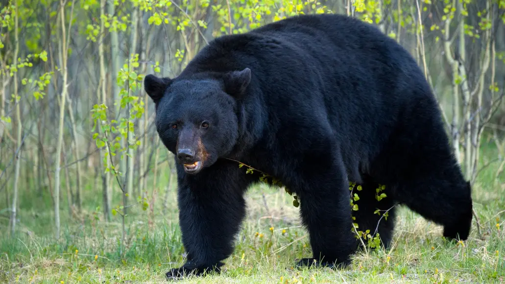 black bear in front small trees