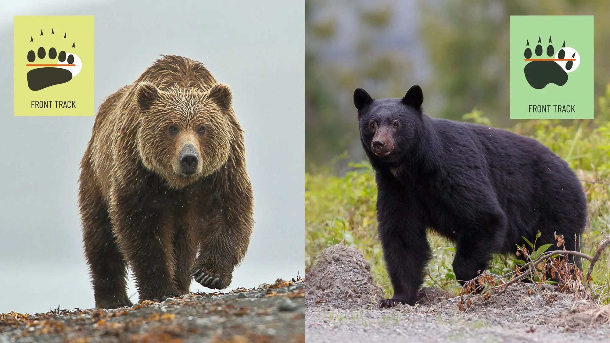 photo showing the difference in brown bear tracks and black bear tracks