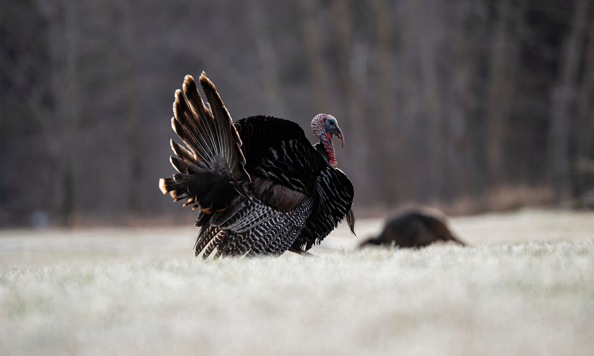 A tom turkey struts in a field with a lone hen in the background. 