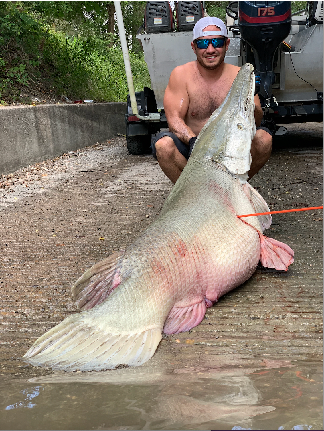 photo of alligator gar