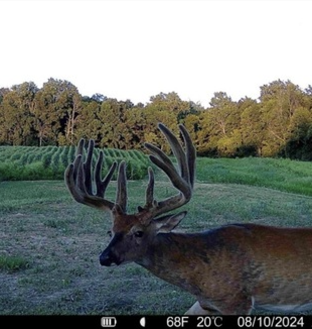 A trail camera photo of Mike Taylor's 220-inch Indiana whitetail. 