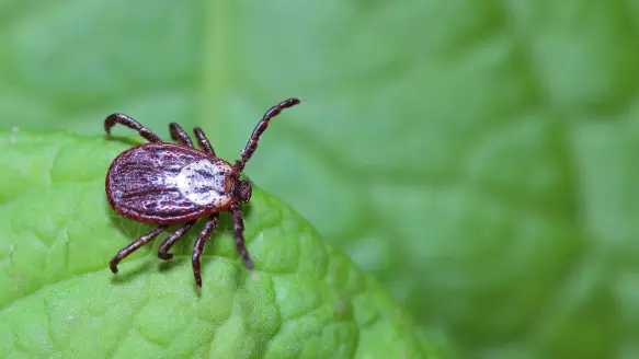 Photo of a tick walking on a leaf