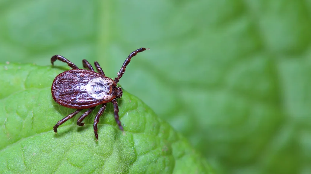 Photo of a tick walking on a leaf