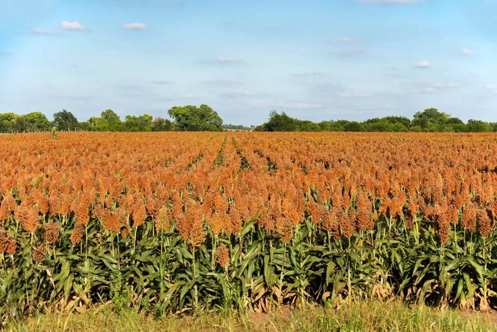 Sorghum or Milo.