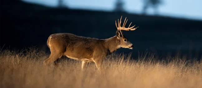 A buck walks through a open field at dusk with a shaded bank behind. 