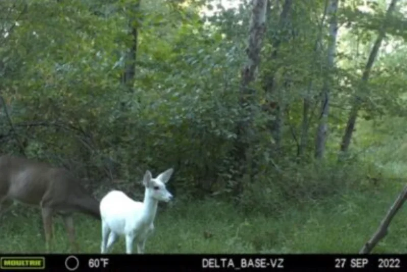 wildest trail camera photo, albino fawn