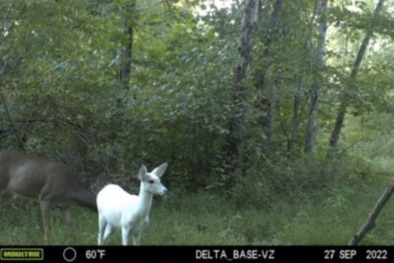 wildest trail camera photo, albino fawn