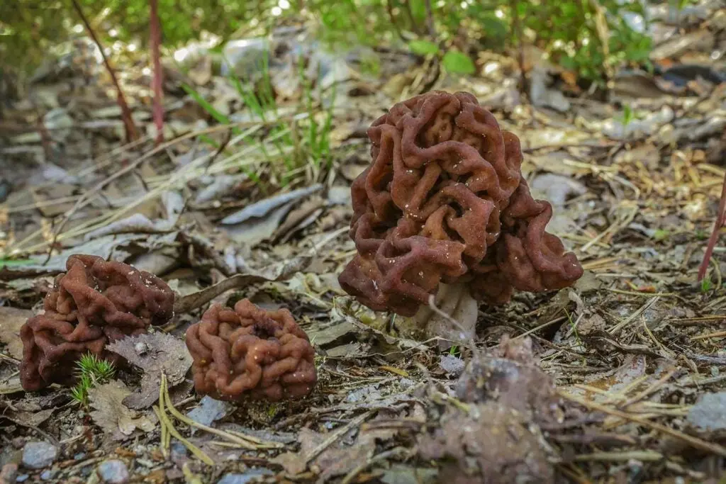 False Morel Gyromitra esculenta