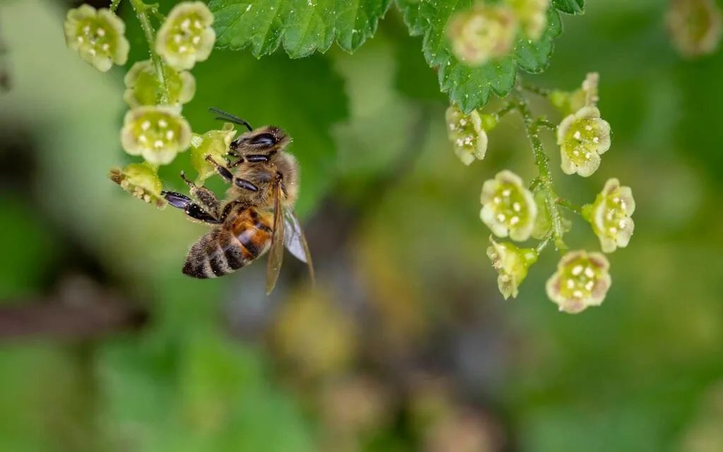 A bee on a flower.