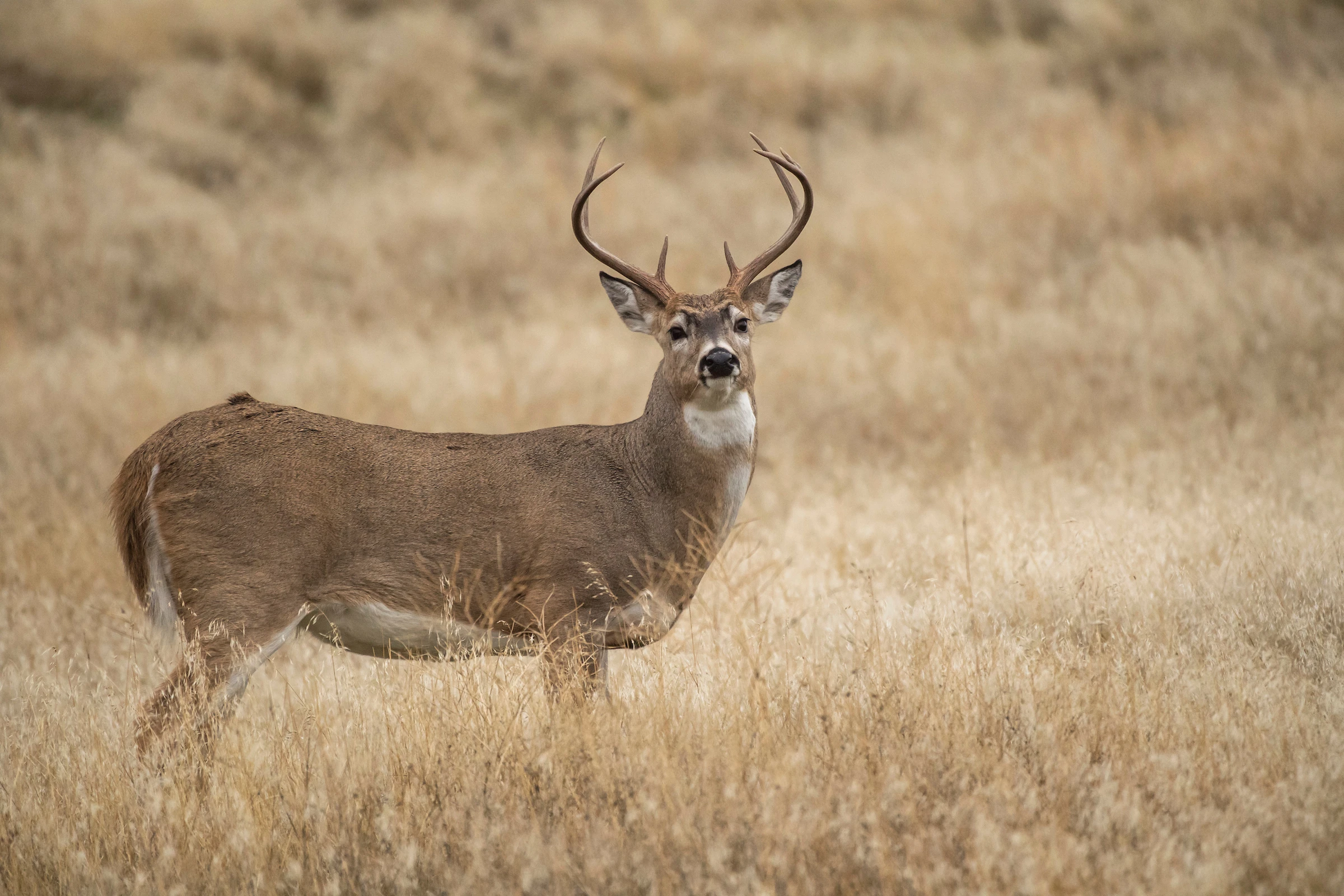 A mature whitetail deer stops and stares in a fall field of tan grasses.