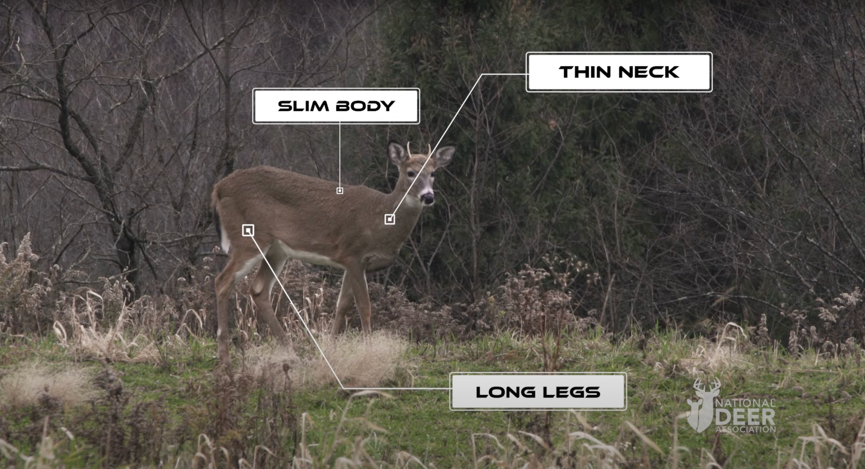 Note the long legs and slim body on this yearling buck. 
