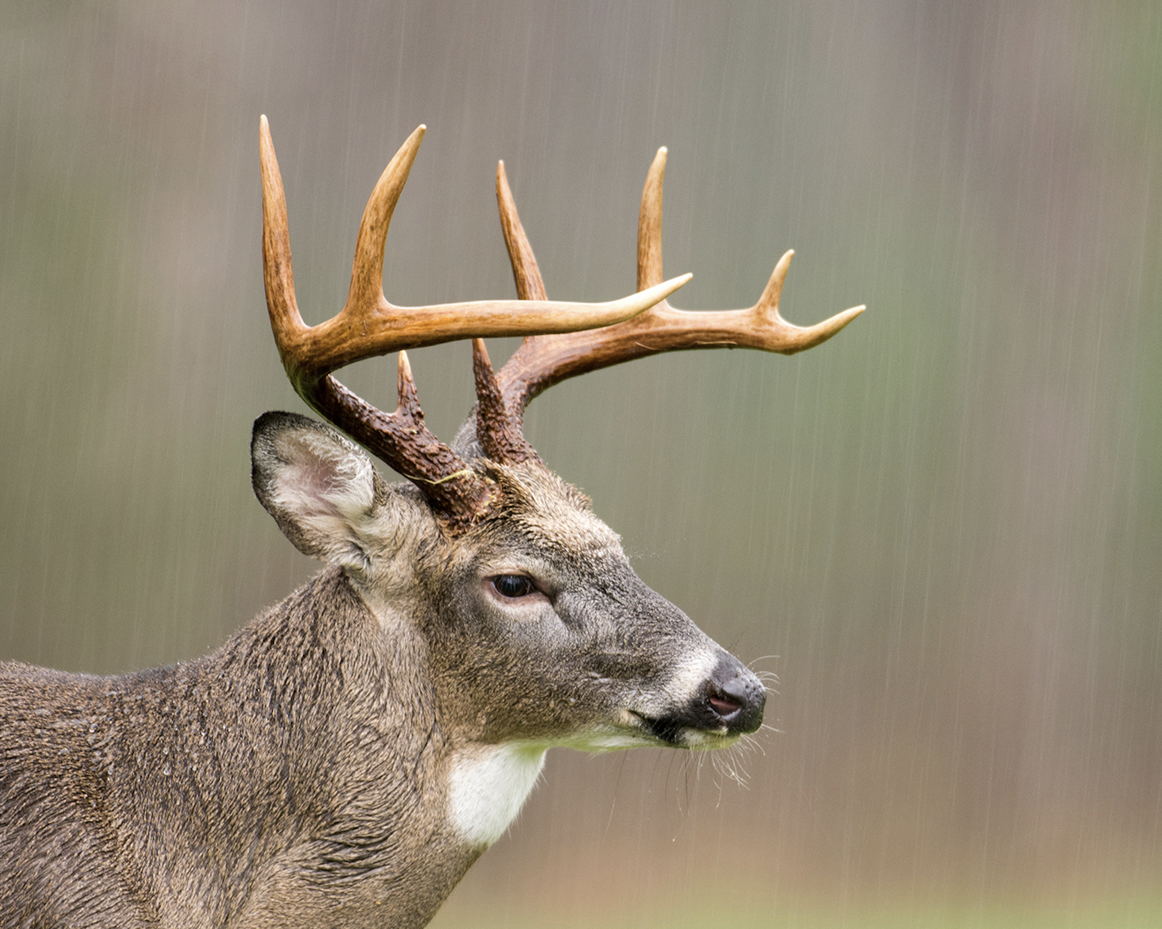 A whitetail deer in the rain