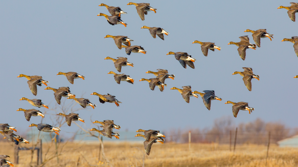 flock of geese flying