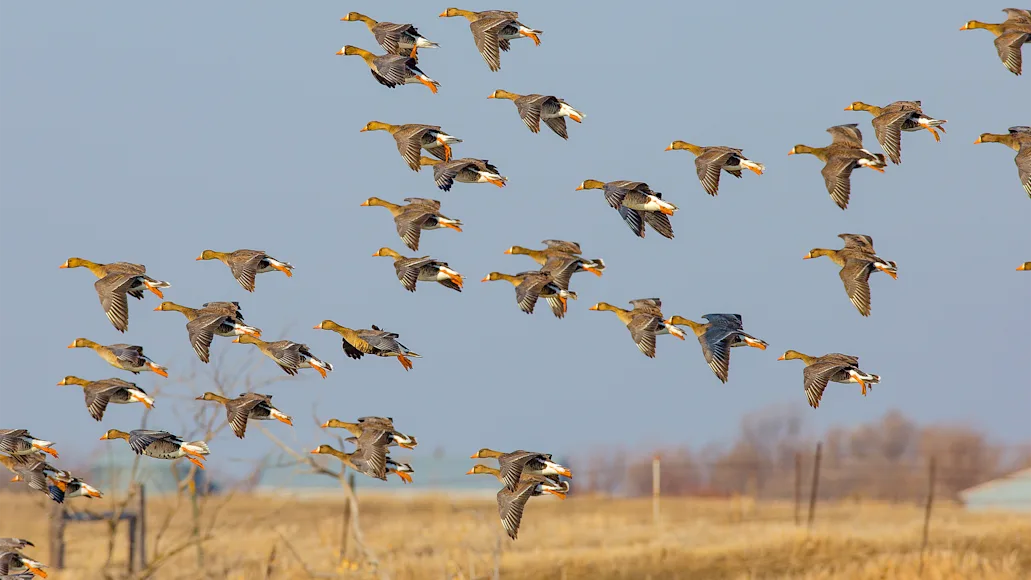 flock of geese flying