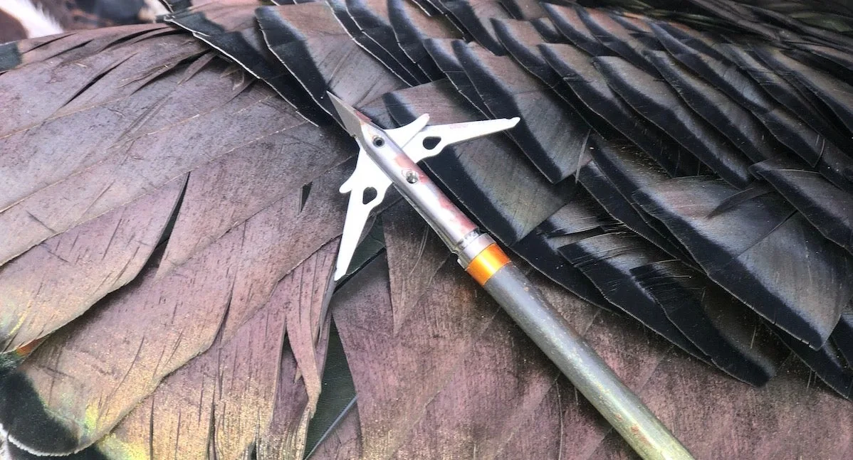 photo of turkey broadhead