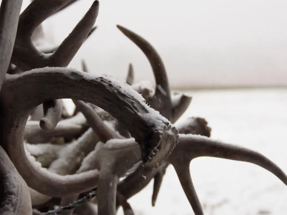 tangle of shed antlers