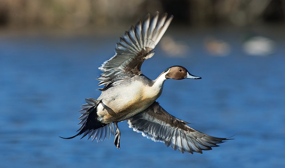 Northern Pintail