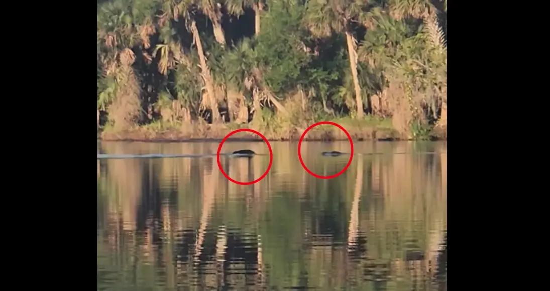 Video of a bear and an alligator swimming toward one another in a river