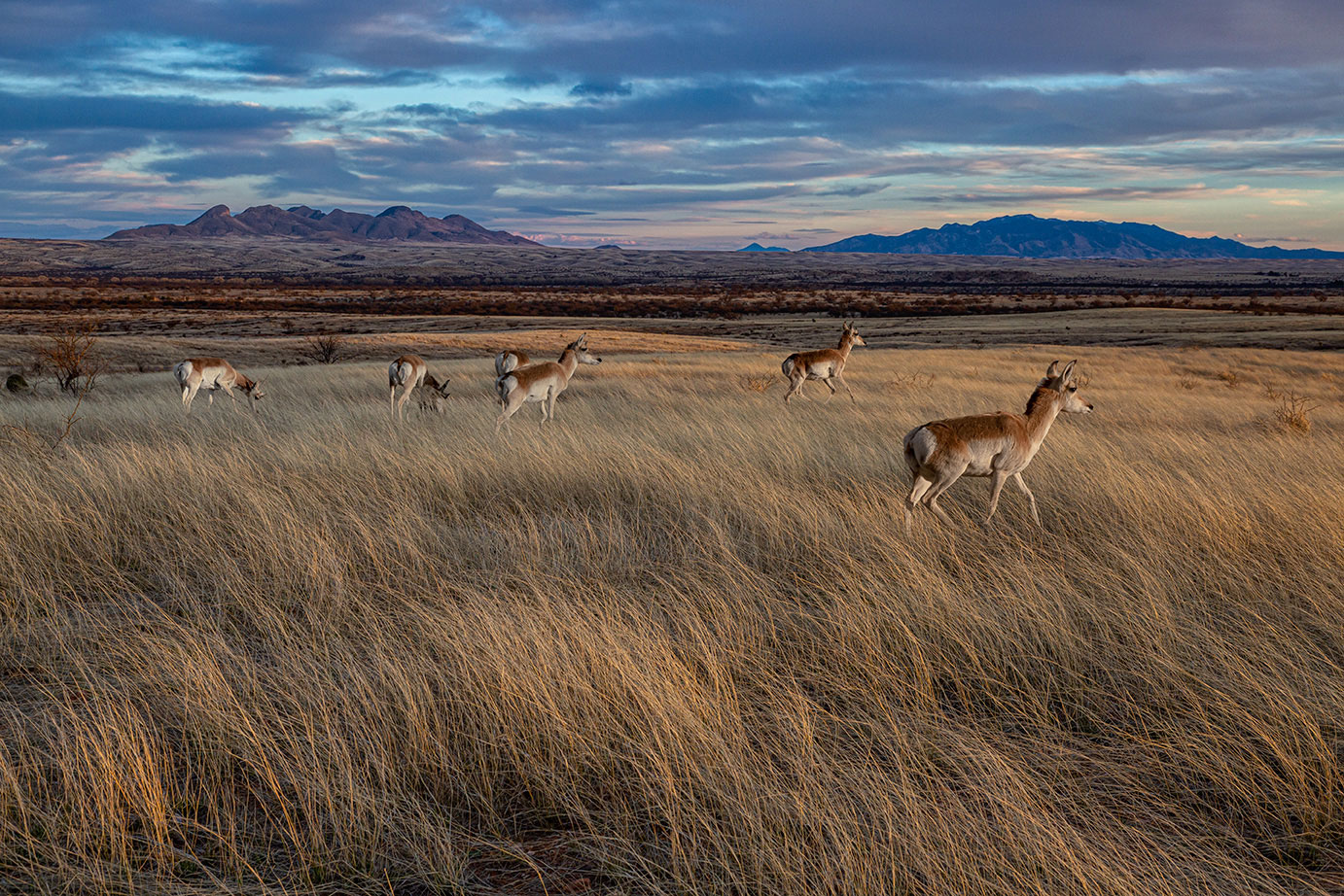 Pronghorn antelope graze public lands in Arizona. 