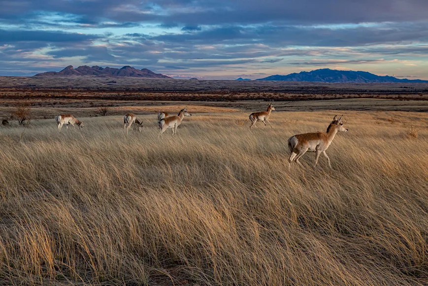 Pronghorn antelope graze public lands in Arizona.