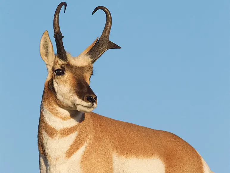 closeup image of a pronghorn