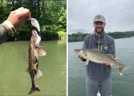 photos of sauger and walleye